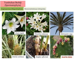 Tumbuhan Berbiji
(Spermatophyta)
Angiospermae (Magnoliophyta) Monocotyledoneae (Liliopsida)
Lilium regale
Pilianthes tuberosa Metroxylon sagu
Ananas comosus Zingiber officinale Opuntia elatior
 
