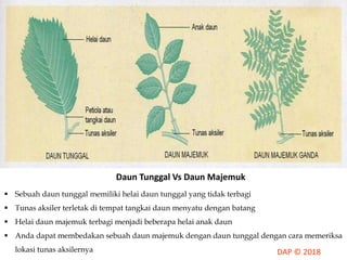Daun Tunggal Vs Daun Majemuk
 Sebuah daun tunggal memiliki helai daun tunggal yang tidak terbagi
 Tunas aksiler terletak di tempat tangkai daun menyatu dengan batang
 Helai daun majemuk terbagi menjadi beberapa helai anak daun
 Anda dapat membedakan sebuah daun majemuk dengan daun tunggal dengan cara memeriksa
lokasi tunas aksilernya
 