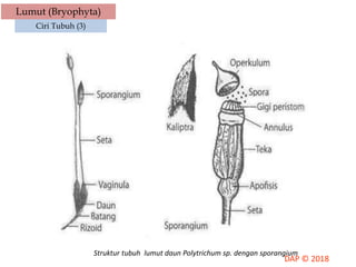 Lumut (Bryophyta)
Ciri Tubuh (3)
Struktur tubuh lumut daun Polytrichum sp. dengan sporangium
 