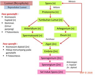 Lumut (Bryophyta)
Reproduksi Lumut
Spora (n)
Arkegonium (n)Anteridium (n)
Tumbuhan Lumut (n)
Protonema (n)
Spermatozoid (n) Ovum (n)
Zigot (2n)
Embrio (2n)
Sporogonium (2n)
Sporangium (2n)
Sel Induk Spora (2n)
Mitosis
Fertilisasi
Keterangan
n : haploid
2n : diploid
Meiosis
Fase gametofit :
 Kromosom
haploid (n)
 Dominan
(Umur
panjang)
 Fotosintesis
Fase sporofit :
 Kromosom diploid (2n)
 Hidup menumpang pada
gametofit
  Fotosintesis
 