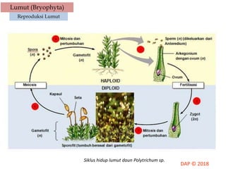 Lumut (Bryophyta)
Reproduksi Lumut
Siklus hidup lumut daun Polytrichum sp.
 