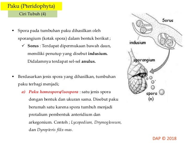 Tumbuhan Tidak Berbiji Yang Menghasilkan Spora Dengan Ukuran Sama