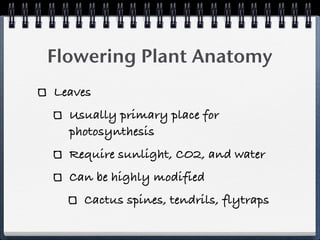 Flowering Plant Anatomy
Leaves
  Usually primary place for
  photosynthesis
  Require sunlight, CO2, and water
  Can be highly modified
    Cactus spines, tendrils, flytraps
 