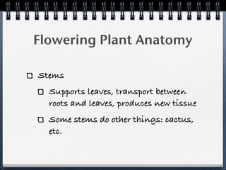 Flowering Plant Anatomy

Stems
  Supports leaves, transport between
  roots and leaves, produces new tissue
  Some stems do other things: cactus,
  etc.
 