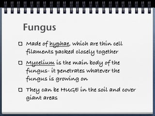 Fungus
Made of hyphae, which are thin cell
filaments packed closely together
Mycelium is the main body of the
fungus- it penetrates whatever the
fungus is growing on
They can be HUGE in the soil and cover
giant areas
 