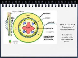 Pericycle can start
  development of
new root branches


 Endodermis
regulates what
enters vascular
     tissue
 