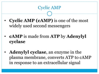 Adenylyl cyclase
Pyrophosphate
ATP
P iP
cAMP
 