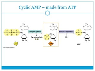 Phosphodiesterase
AMP
H2O
cAMP
H2O
 