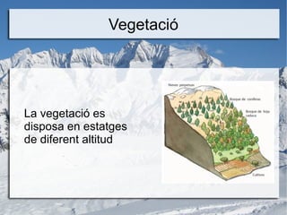 Vegetació
La vegetació es
disposa en estatges
de diferent altitud
 