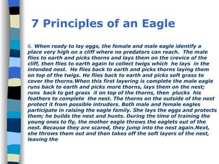 6.  When ready to lay eggs, the female and male eagle identify a place very high on a cliff where no predators can reach.  The male flies to earth and picks thorns and lays them on the crevice of the cliff, then flies to earth again to collect twigs which  he lays  in the intended nest.  He flies back to earth and picks thorns laying them on top of the twigs. He flies back to earth and picks soft grass to cover the thorns.When this first layering is complete the male eagle runs back to earth and picks more thorns, lays them on the nest; runs  back to get grass  it on top of the thorns, then  plucks  his  feathers to complete  the nest. The thorns on the outside of the nest protect it from possible intruders. Both male and female eagles participate in raising the eagle family. She lays the eggs and protects them; he builds the nest and hunts. During the time of training the young ones to fly, the mother eagle throws the eaglets out of the nest. Because they are scared, they jump into the nest again.Next, she throws them out and then takes off the soft layers of the nest, leaving the 7 Principles of an Eagle 