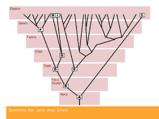 Taxonomia dos seres vivos (Lineu)
 