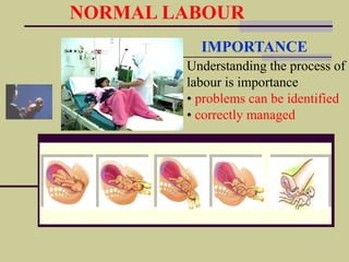 Normal Labour Process Normal labour and delivery | PPSX