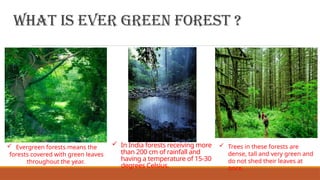 Topic- Evergreen Forest - very imp for class 4 | PPTX