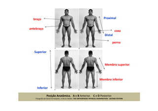 Posição Anatômica. A e B Anterior. C e D Posterior.
Fotografia de David Christopher, in Bruce Reider, THE ORTHOPAEDIC PHYSICAL EXAMINATION - SECOND EDITION
coxa
perna
braço
antebraço
Membro superior
Membro inferior
Superior
Inferior
Proximal
Distal
 