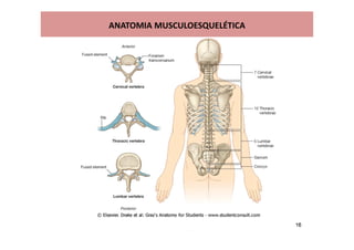 ANATOMIA MUSCULOESQUELÉTICA
 