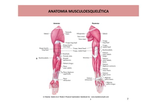 ANATOMIA MUSCULOESQUELÉTICA
 