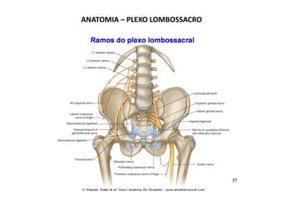 ANATOMIA – PLEXO LOMBOSSACRO
 