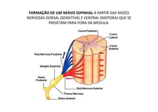 FORMAÇÃO DE UM NERVO ESPINHAL A PARTIR DAS RAÍZES
NERVOSAS DORSAL (SENSITIVA) E VENTRAL (MOTORA) QUE SE
PROJETAM PARA FORA DA MEDULA.
 