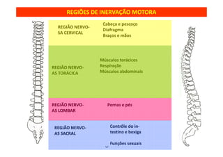 07/12/2015 Dr. José Heitor M. Fernandes 56
REGIÃO NERVO-
SA CERVICAL
Cabeça e pescoço
Diafragma
Braços e mãos
REGIÃO NERVO-
AS TORÁCICA
Músculos torácicos
Respiração
Músculos abdominais
REGIÃO NERVO-
AS LOMBAR
Pernas e pés
REGIÃO NERVO-
AS SACRAL
Contrôle do in-
testino e bexiga
Funções sexuais
REGIÕES DE INERVAÇÃO MOTORA
 