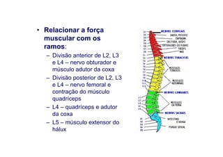 • Relacionar a força
muscular com os
ramos:
– Divisão anterior de L2, L3
e L4 – nervo obturador e
músculo adutor da coxa
– Divisão posterior de L2, L3
e L4 – nervo femoral e
contração do músculo
quadríceps
– L4 – quadríceps e adutor
da coxa
– L5 – músculo extensor do
hálux
 