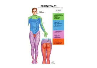 DERMÁTOMOS
 