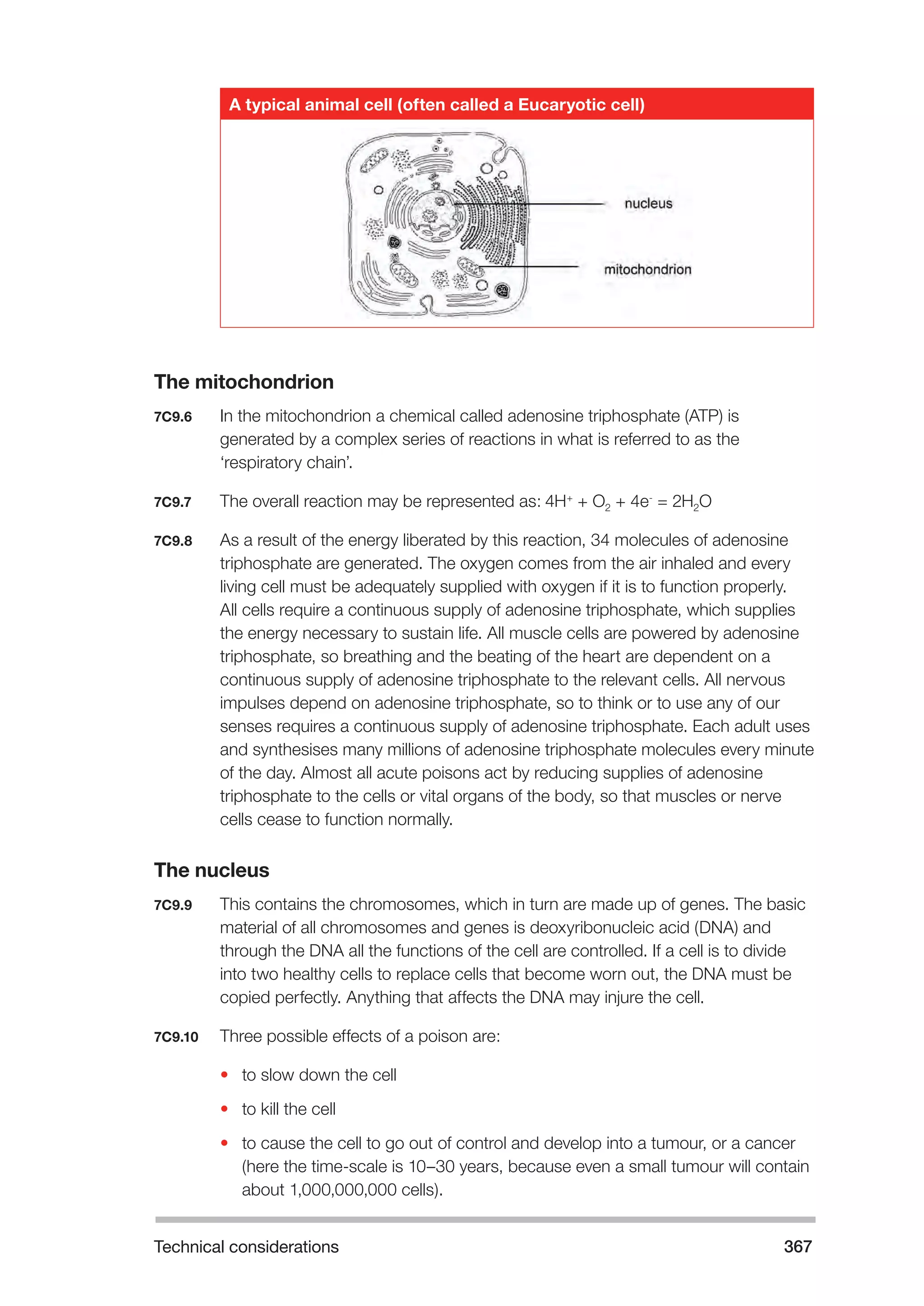 Technical considerations 367 
A typical animal cell (often called a Eucaryotic cell) 
The mitochondrion 
7C9.6 In the mitochondrion a chemical called adenosine triphosphate (ATP) is 
generated by a complex series of reactions in what is referred to as the 
‘respiratory chain’. 
7C9.7 The overall reaction may be represented as: 4H+ + O2 + 4e- = 2H2O 
7C9.8 As a result of the energy liberated by this reaction, 34 molecules of adenosine 
triphosphate are generated. The oxygen comes from the air inhaled and every 
living cell must be adequately supplied with oxygen if it is to function properly. 
All cells require a continuous supply of adenosine triphosphate, which supplies 
the energy necessary to sustain life. All muscle cells are powered by adenosine 
triphosphate, so breathing and the beating of the heart are dependent on a 
continuous supply of adenosine triphosphate to the relevant cells. All nervous 
impulses depend on adenosine triphosphate, so to think or to use any of our 
senses requires a continuous supply of adenosine triphosphate. Each adult uses 
and synthesises many millions of adenosine triphosphate molecules every minute 
of the day. Almost all acute poisons act by reducing supplies of adenosine 
triphosphate to the cells or vital organs of the body, so that muscles or nerve 
cells cease to function normally. 
The nucleus 
7C9.9 This contains the chromosomes, which in turn are made up of genes. The basic 
material of all chromosomes and genes is deoxyribonucleic acid (DNA) and 
through the DNA all the functions of the cell are controlled. If a cell is to divide 
into two healthy cells to replace cells that become worn out, the DNA must be 
copied perfectly. Anything that affects the DNA may injure the cell. 
7C9.10 Three possible effects of a poison are: 
• to slow down the cell 
• to kill the cell 
• to cause the cell to go out of control and develop into a tumour, or a cancer 
(here the time-scale is 10–30 years, because even a small tumour will contain 
about 1,000,000,000 cells). 
 