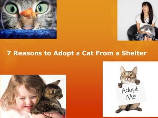 7 Reasons to Adopt a Cat From a Shelter
 