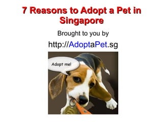 7 Reasons to Adopt a Pet in
        Singapore
        Brought to you by
     http://AdoptaPet.sg
 