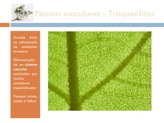 Plantas vasculares - Traqueófitas Grande êxito na colonização de ambientes terrestres Diferenciação de um  sistema vascular  constituído por tecidos condutores especializados Possuem raízes, caules e folhas 