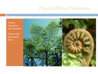Pteridófitas/Filicíneas  Plantas vasculares sem sementes Grupo mais abundante - fetos 