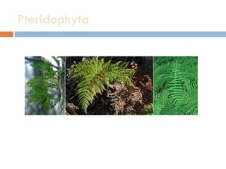 Pteridophyta  