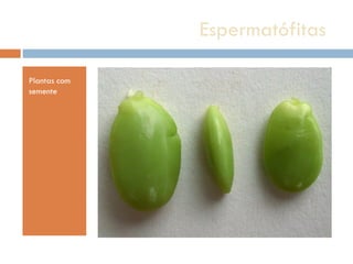 Espermatófitas  Plantas com semente 