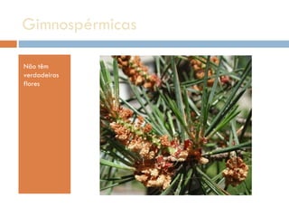 Gimnospérmicas  Não têm verdadeiras flores 