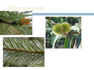 Gimnospérmicas http://pages.unibas.ch/botimage/ 