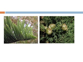 Araucaria araucana (Araucariaceae) Cupressus sempervirens (Cupressaceae) 