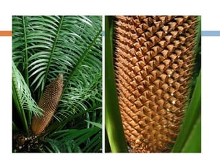 Cycas circinalis (Cycadaceae) 