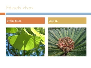 Fósseis vivos Gynkgo biloba Cycas  sp. 