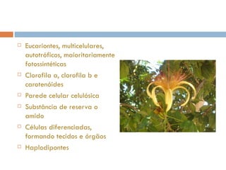 Eucariontes, multicelulares, autotróficos, maioritariamente fotossintéticas Clorofila a, clorofila b e carotenóides Parede celular celulósica Substância de reserva o amido Células diferenciadas, formando tecidos e órgãos Haplodipontes  