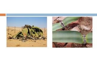 Welwitschia mirabilis  
