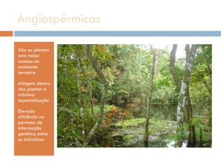 Angiospérmicas  São as plantas com maior sucesso no ambiente terrestre Atingem dentro das plantas a máxima especialização Elevada eficiência na permuta de informação genética entre os indivíduos 