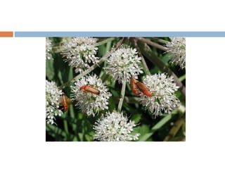 Angelica sylvestris (Apiaceae) Rhagonycha fulva (Cantharidae, Coleoptera) as flower visitor. 