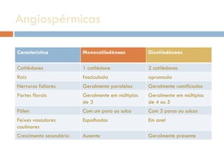 Angiospérmicas  Característica  Monocotiledóneas  Dicotiledóneas  Cotilédones 1 cotilédone 2 cotilédones Raiz fasciculada aprumada Nervuras foliares Geralmente paralelas Geralmente ramificados Partes florais Geralmente em múltiplos de 3 Geralmente em múltiplos de 4 ou 5 Pólen Com um poro ou sulco Com 3 poros ou sulcos Feixes vasculares caulinares Espalhados  Em anel Crescimento secundário Ausente Geralmente presente 