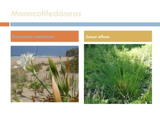 Monocotiledóneas  Pancratium maritimum Juncus effusus 