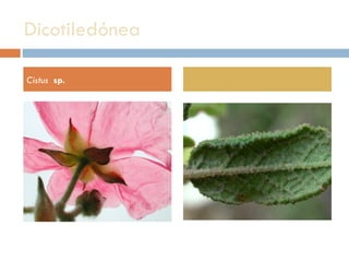 Dicotiledónea  Cistus   sp. 