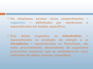No citoplasma existem vários compartimentos –  organelos  – delimitados por membranas e especializados em funções específicas. Dois destes organelos, as  mitocôndrias  – especializadas na produção de energia e os  cloroplastos  – especializados na fotossíntese, são muito provavelmente, descendentes de organismos procariotas ancestrais que se estabeleceram como simbiontes de células maiores, anaeróbias. 