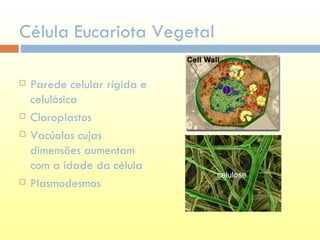 Célula Eucariota Vegetal Parede celular rígida e celulósica Cloroplastos Vacúolos cujas dimensões aumentam com a idade da célula Plasmodesmos celulose 