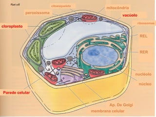 peroxissoma citoesqueleto mitocôndria vacúolo RER REL ribossomas membrana   celular Ap. De Golgi nucléolo núcleo cloroplasto Parede celular 