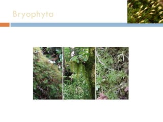 Bryophyta  