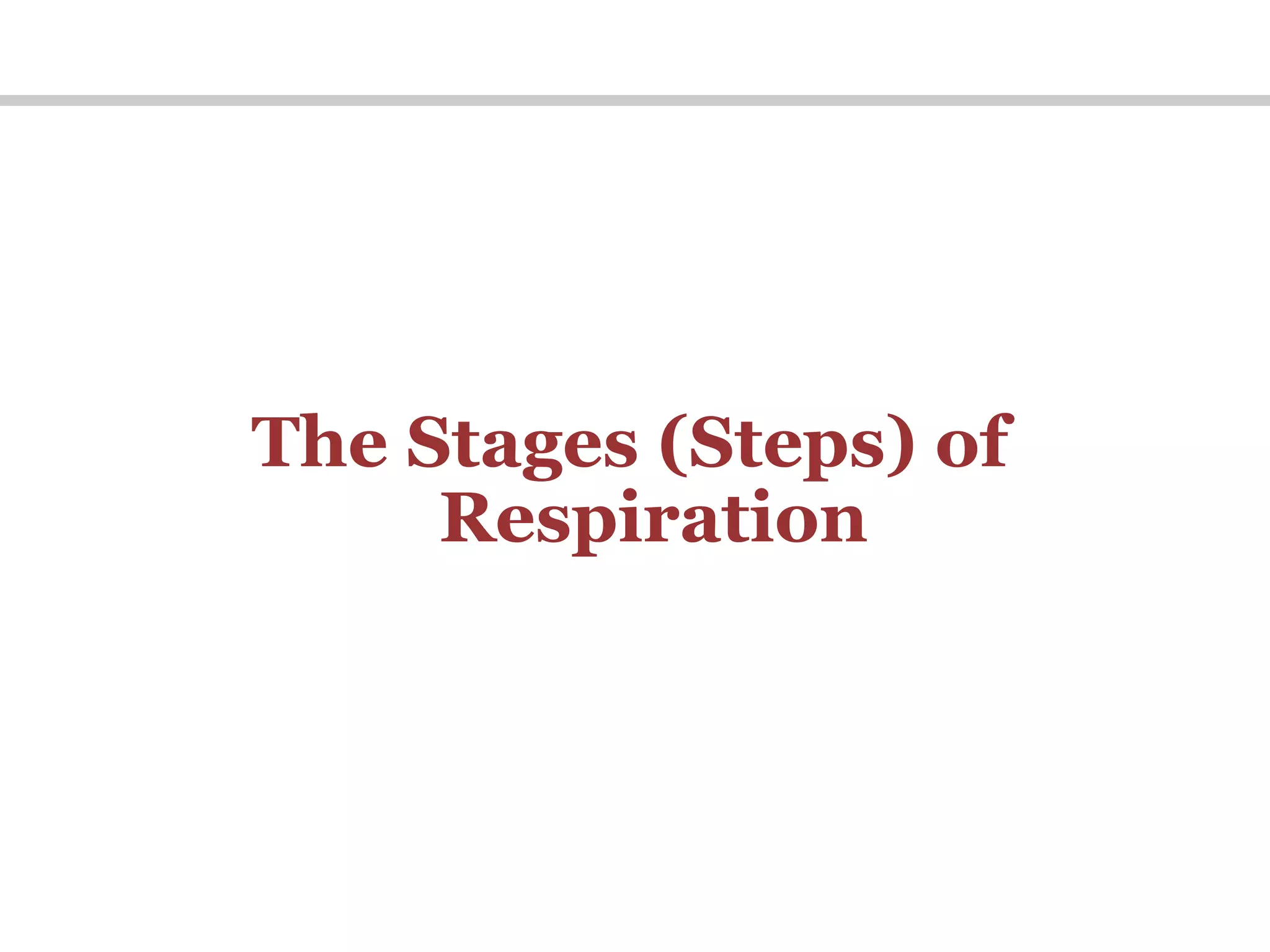 The Stages (Steps) of
Respiration
 