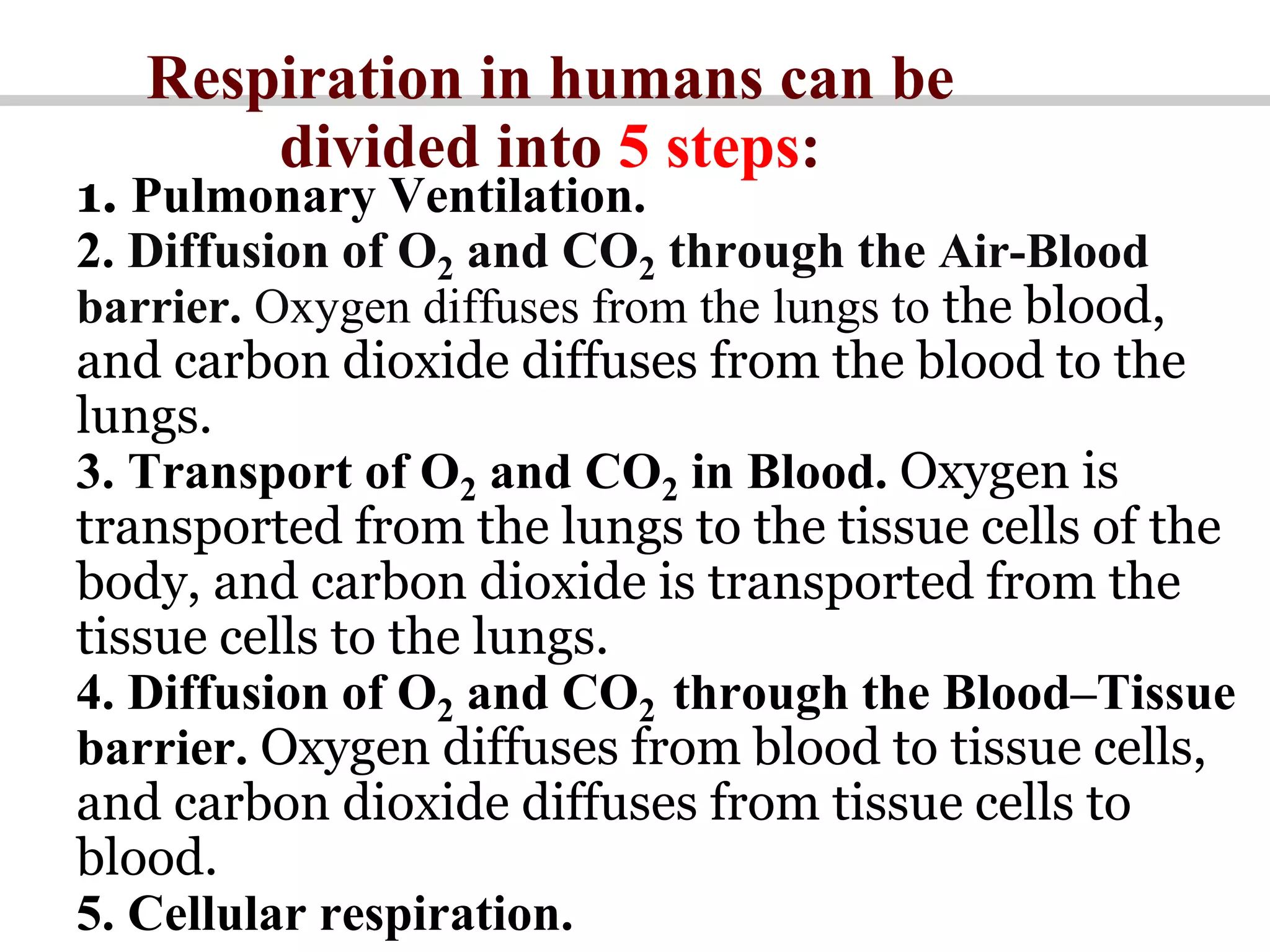 Respiration in humans can be
divided into 5 steps:
1. Pulmonary Ventilation.
2. Diffusion of O2 and CO2 through the Air-Blood
barrier. Oxygen diffuses from the lungs to the blood,
and carbon dioxide diffuses from the blood to the
lungs.
3. Transport of O2 and CO2 in Blood. Oxygen is
transported from the lungs to the tissue cells of the
body, and carbon dioxide is transported from the
tissue cells to the lungs.
4. Diffusion of O2 and CO2 through the Blood–Tissue
barrier. Oxygen diffuses from blood to tissue cells,
and carbon dioxide diffuses from tissue cells to
blood.
5. Cellular respiration.
 